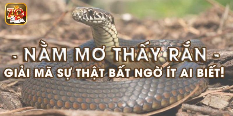 Mơ thấy rắn đánh con gì trong từng trường hợp cụ thể