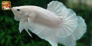 Mơ Thấy Cá Nên Đánh Số Nào Để Mang Lại May Mắn, Đổi Đời