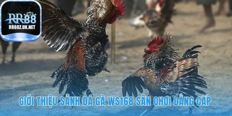WS168 đá gà ứng dụng livestream Full HD từ các trường kê lớn
